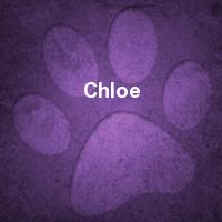 paw number 19